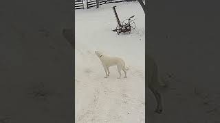 Dogs Howl and Bark Frantically After Hearing Police Siren [upl. by Airret]