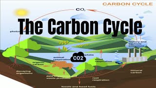 The Carbon Cycle Process [upl. by Birdella285]