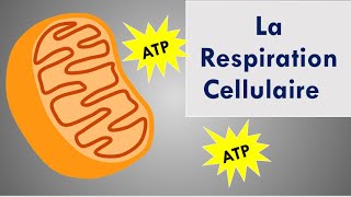 La Respiration Cellulaire [upl. by Tirrell]