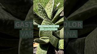 Gasteria bicolor var Liliputana confira o post completo wwwterrariosesuculentascombr [upl. by Kriste958]