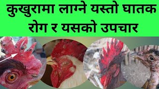 fowl pox treatmentfowlpox vaccine poultry disease in nepal Santosh Adhikari [upl. by Berwick]