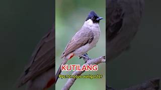 Burung KUTILANG Pycnonotus aurigaster burung hewan kicaumania burungkicau birds birdslover [upl. by Petrick]