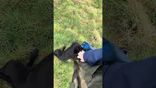 Gundog Training Labrador Retriever [upl. by Aretse]