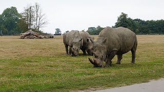 Knuthenborg Safaripark  Day 2 [upl. by Abad]