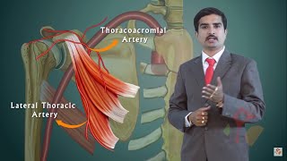 AXILLARY ARTERY ANATOMY ANIMATED LECTURE [upl. by Ethbun]