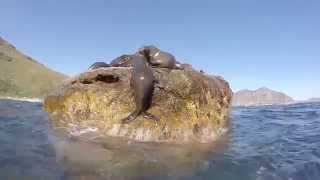 Seal Belly Flops [upl. by Screens]