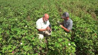 Part 2 Treating Verticillium Wilt in Cotton [upl. by Ahsratal]