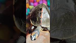 Turtle 🐢 ne ajj apna pura gradn dikal ye bhut shubh hota hai turtle petsvloganimalsinmyhousemeetm [upl. by Amer]