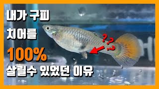 구피 치어 이렇게 받아보세요 구피 출산 장면 순간포착 세남자 물고기 [upl. by Khalin]