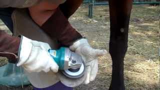 The wild mustang hoof Natural barefoot trim with power grinder [upl. by Linker]