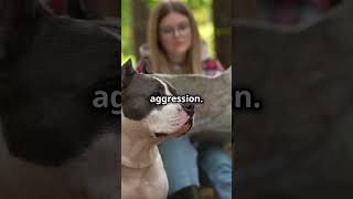 Pitbull Training Tips in 60 Seconds dog doglover [upl. by Benildas]