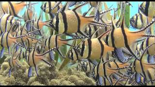 BanggaiKardinalbarsch from Lembeh Strait [upl. by Oribelle]