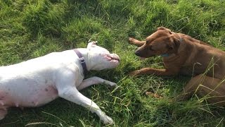 √ √ √ √ Dogo Argentino Rhodesian Ridgeback Spitzmischling [upl. by Anedal777]