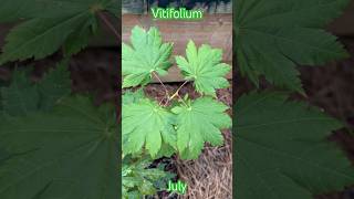 Vitifolium Full Moon Japanese Maple July [upl. by Ecirbaf]