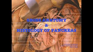 Pancreas Gross amp Histology [upl. by Assenev]