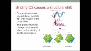 BSC CH308 Ch 7 Hemoglobin and Myoglobin v2016 [upl. by Mulderig]