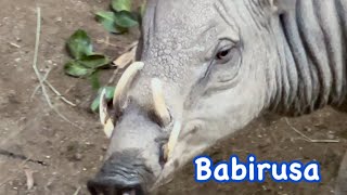 Babirusa Family one boy roaming around while family sleep  バビルサ 一人みんなが寝ている間ももぐもぐｗ San Diego Zoo [upl. by Descombes]