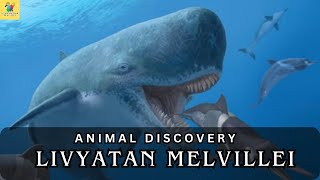 Livyatan Melvillei Leviathan of the Ancient Seas [upl. by Nrehtac]