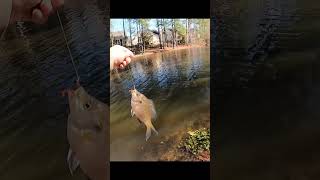 How many fish can I catch with the slip float rig [upl. by Mar895]