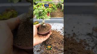 how to care for a bonsai tree indoors bonsaitree satisfying indoorplants shortsfeed [upl. by Iclehc]