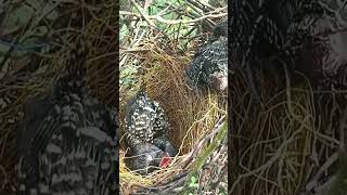 CloseUp Footage of Birds Nesting and Feeding [upl. by Aikemehs483]