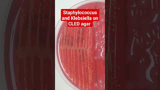 Staphylococcus and Klebsiella Colony Morphology on CLED Agar [upl. by Zavala]