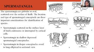 Morphology and Reproduction of Gracilaria sp [upl. by Nnaeed]