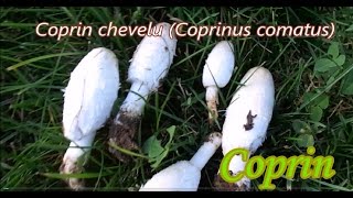 Coprin chevelu Preparation Mushrooms [upl. by Ayocal354]