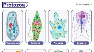 phylum protozoa zoology probably focus points CEENepal [upl. by Consuela]