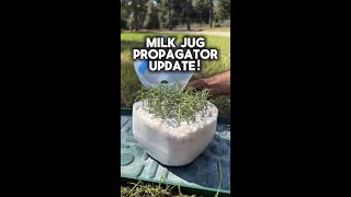 Milk Jug Propagator Update [upl. by Oralla]