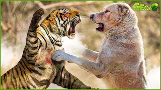 30 Heartbreaking Moments Stupid Dogs Messed With Wrong Leopards Tigers [upl. by Anotyad]