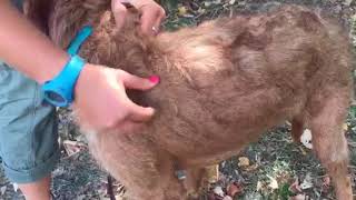 How to groom a wirehaired vizsla [upl. by Mahan511]