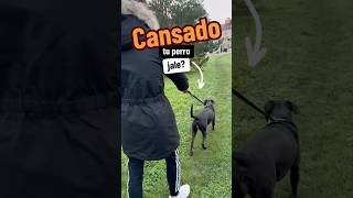 ❌No las tirones en el PASEO con tu PERRO🐶 consejosparaperros perro cuidadoperros mascotas [upl. by Yim]