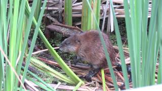 Muskrat sounds Buffalo Pound Prov Park Sask Canada July 2015 [upl. by Aicina]