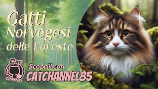 Gatti Norvegesi delle foresteAffettuosi [upl. by Clarence]