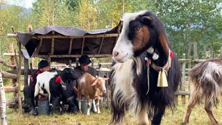 Journey to the Mountains A Day in the Life of a Carpathian Shepherd [upl. by Papp]