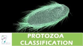 PROTOZOA CLASSIFICATION [upl. by Snowber962]