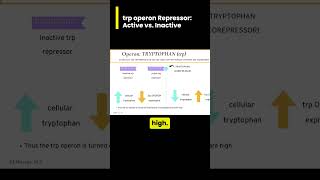 When and HOW is the trp tryptophan operon turned on [upl. by Ihtraa]