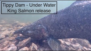 Tippy Dam Under Water  Manistee River Michigan [upl. by Salis594]