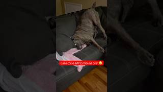 Cane corso WIPES face all over my couch after eating canecorso doglovers aftereffects demure [upl. by Hearn]