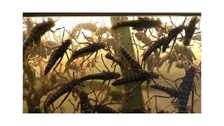 Locust Swarm with Sound [upl. by Tavi]