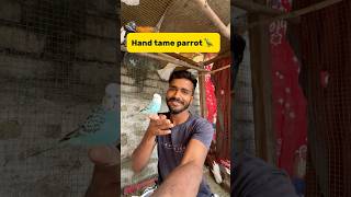 Hand tame parrot🦜 petlover minivlog pigeonvlogger birds vlog budgies parrot [upl. by Ollie]