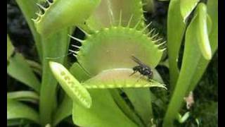 Plante carnivore en action quotDionaea muscipulaquot [upl. by Orlina]