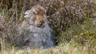 Mountain Hare Grooming [upl. by Launam352]