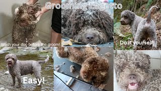 Lagotto Romagnolo groom [upl. by Reddy397]