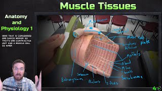 Skeletal Muscle Tissue Models Overview  Anatomy and Physiology 1 [upl. by Aikym237]