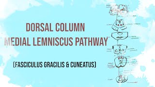 Posterior column Tract  Dorsal column medial lemniscus pathway  Fasciculus Gracilis and Cuneatus [upl. by Rudy391]