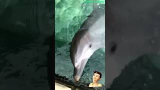 5 Interesting Facts on Dolphin  Dolphin Expert Shares dolphin dolphinfacts डाल्फिन dolphins [upl. by Khajeh]