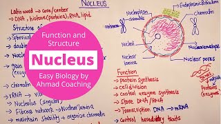 Nucleus Structure and Function  Cell Biology [upl. by Melvena]