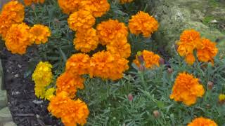 My Marigolds in Early Autumn [upl. by Oibaf]